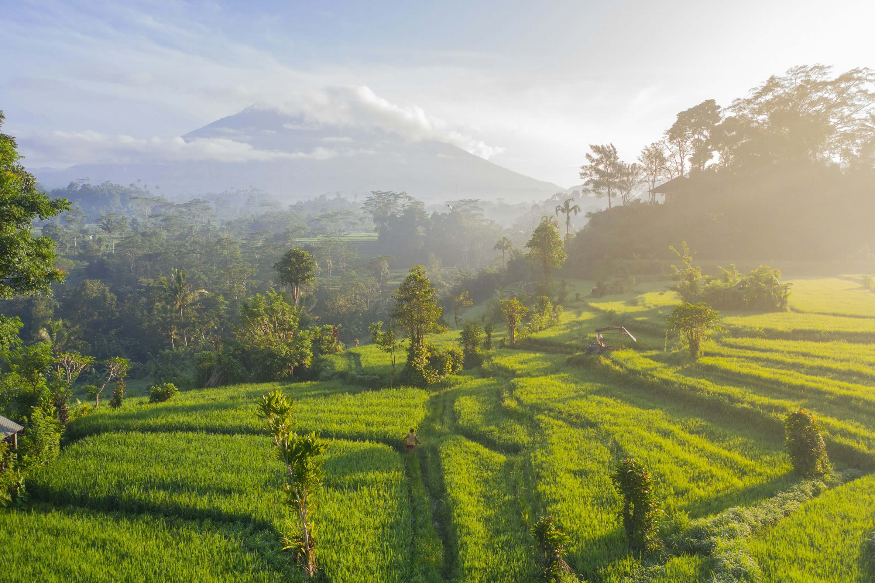 Specialty coffee in Bali